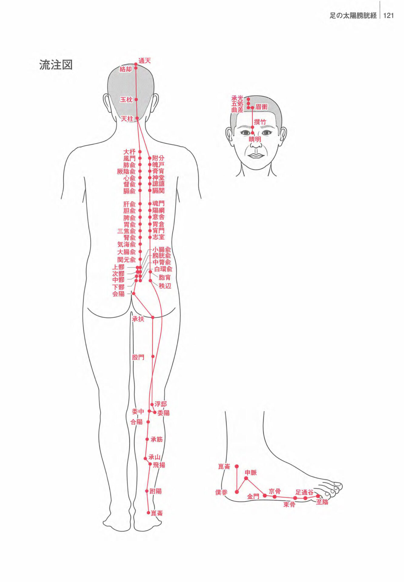 足の太陽膀胱経　流注図